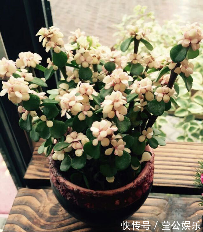 金枝玉叶也可以开花,教你几个养护的小技巧