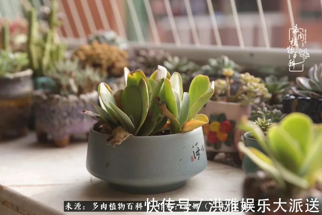 橙梦露|笼子里露养的多肉,越养越美!有多肉的日子伴着小确幸!