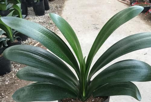 夏天养君子兰和兰花,切记要三懒一勤,夏天长势好、冬天开花多