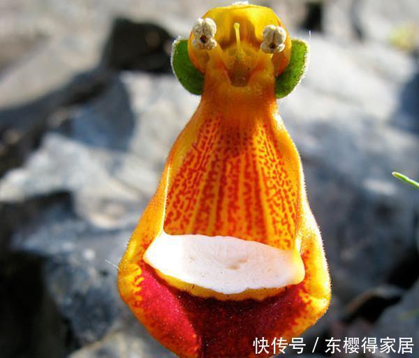 花儿|这些带着面孔的花儿,简直是花卉界的奇葩!奇花异草