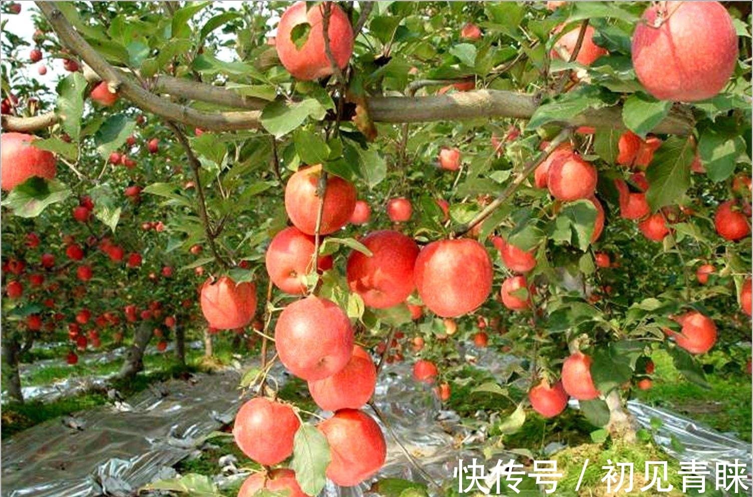 剧毒|毒番石榴树有多毒,摸都摸不得,在树下躲雨都能中毒