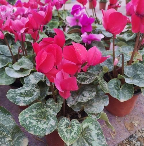 蟹爪兰|3种花很便宜,十元买一盆,开花漂亮又好养