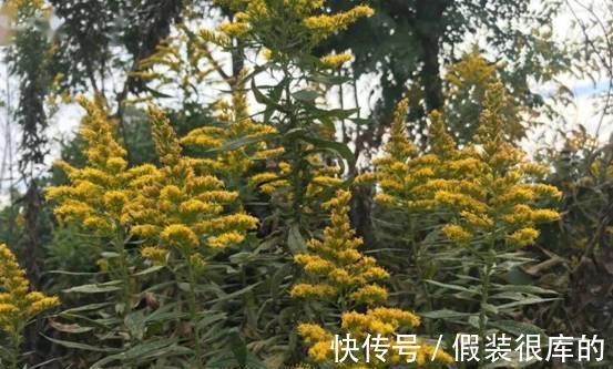 又见外来物种入侵!浙江出现“植物杀手”,外表迷人却危害极大