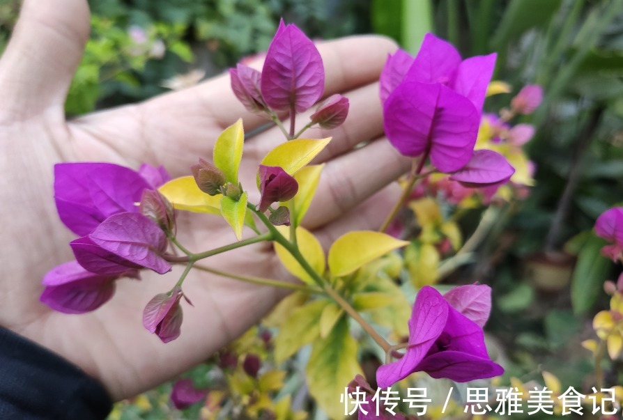 三角梅只长叶不开花,多数人是2点没做好,看看你符合哪一点