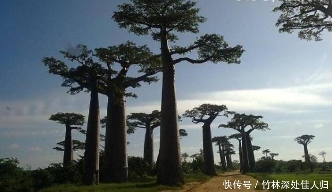 非洲的万能树,不仅能当水缸用,还能够当房子住!