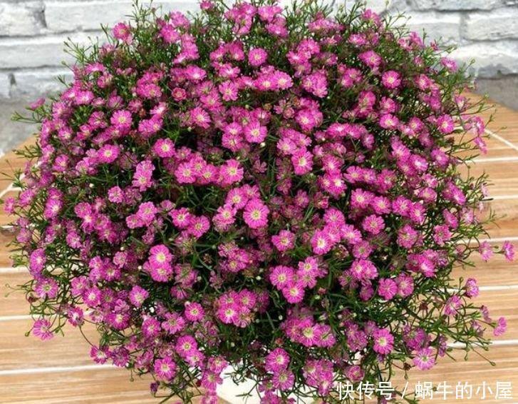 4种花深受花友的喜欢，开花爆盆很简单，绚丽多彩，美到让人窒息