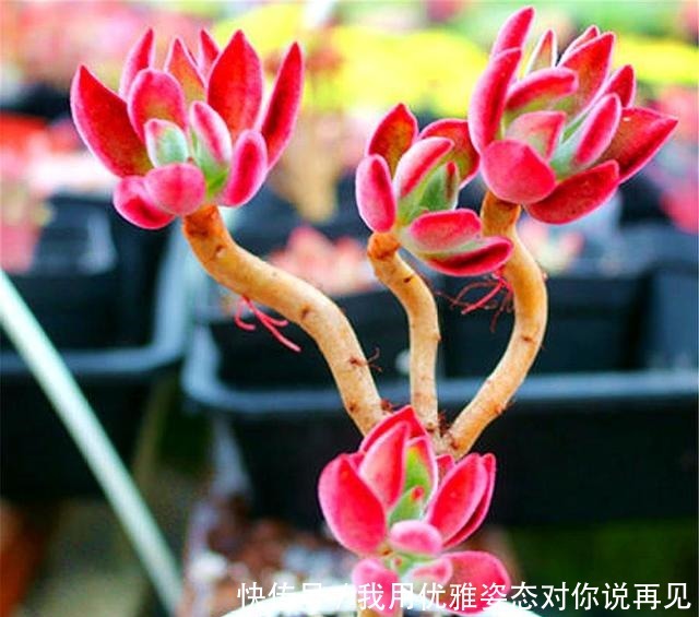 肥厚|春天养锦晃星，做好“3多1少”，叶子肥厚上色快，个子蹭蹭长