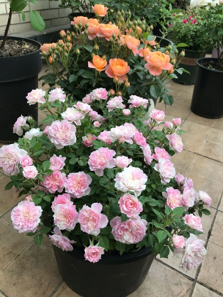 4种“懒人花”,好养又漂亮,开花美长势旺,黄绿交辉,内敛美