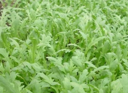 春天男人多吃3样天然食物，最好的滋补盛宴，身体更健康