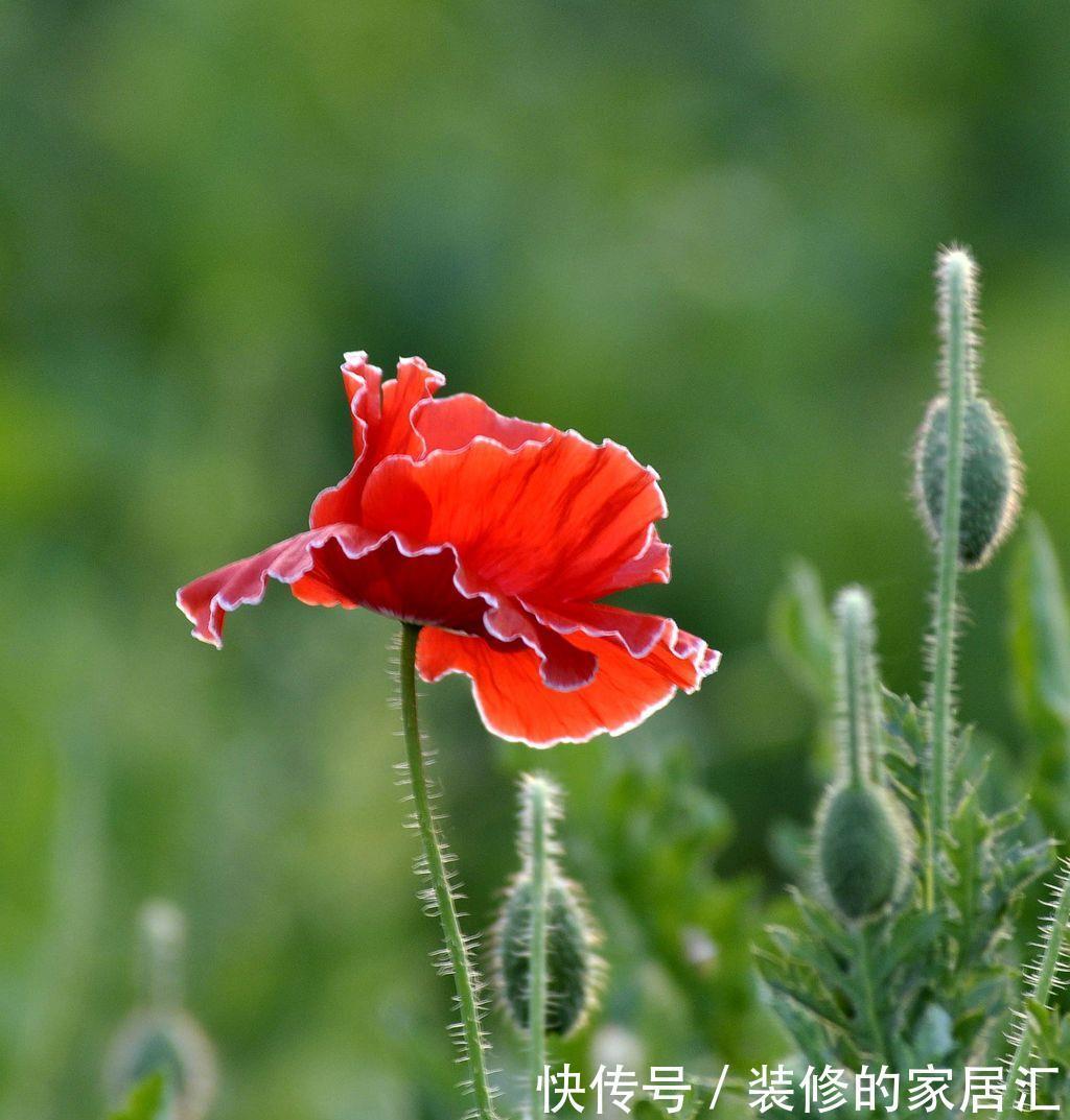虞美人|养花试试这几款,芬芳文雅,是送给母亲的花