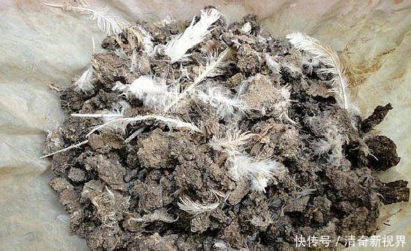 发酵|君子兰盆底加点“料”,叶片油亮又肥厚,比“激素”还好使!