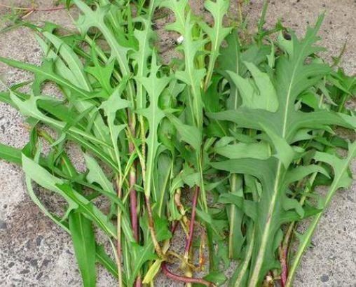 若是在荒地里见到此野草,不要犹豫采摘回家,晒干后价值很珍贵