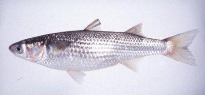 最常见的50种食用鱼,别再说你不认识,好好看看,你认识几种