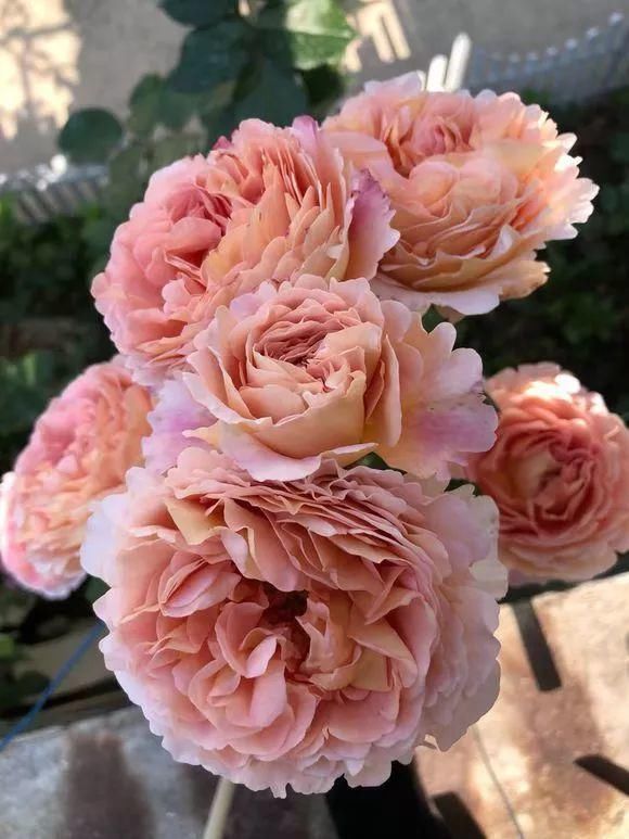 老花匠|老花匠:扔4种“东西”,就是扔钱,比花肥还好用,不花钱!