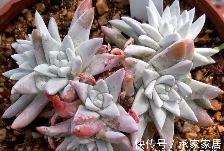 多头群生|秋天正好入手多肉白菊，不过温度超过30度难发根，想养活要讲技巧