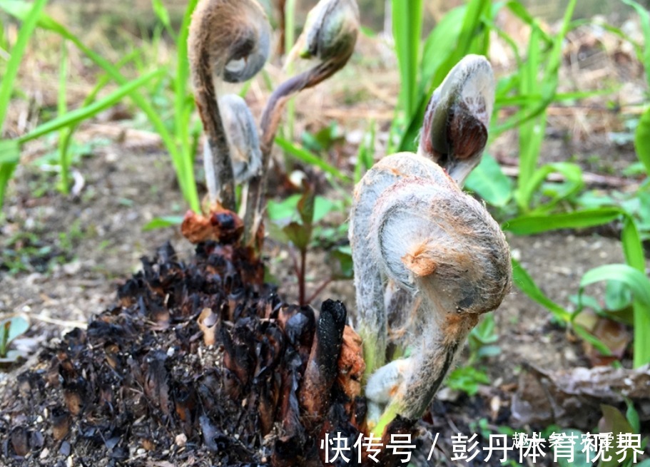 薇菜|这种野菜是一种非常名贵的天然野生植物,可惜很多人不认识!