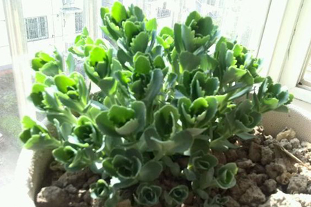 植株|养4种花“当心”，生长太快，就像“生物入侵”，养多了清理难