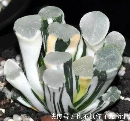 龟甲牡丹|世界上最名贵的花，一盆就是一座房子！