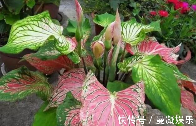 杀菌|4种花养在家里,一整年都有好运气,日子红火财运滚滚,好看极了