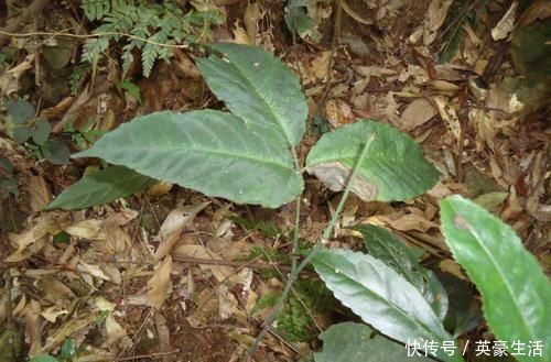 竹葉青|這種野草被稱為“天然抗生素”，居然還能治這些病，屬于極品