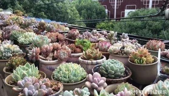 多肉养殖，就用这1种“神器”，植株生根快，长得“翠绿欲滴”