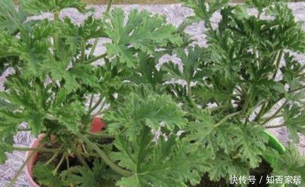 蚊香|蚊子最害怕此3种花，房间里一定要放几盆，没想到蚊香钱都省了