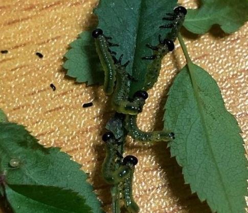 月季叶片被虫啃了怎么办,常见青虫治理方法