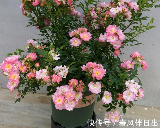 茶花|秋季养花的首选目标,这4款榜上有名,全赖漂亮又好养的优势