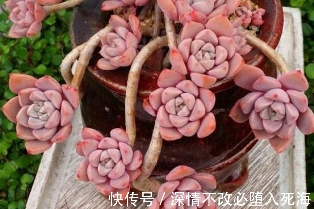 养多肉不叶插不完美,6个品种的叶插苗都是多头,成活率非常高