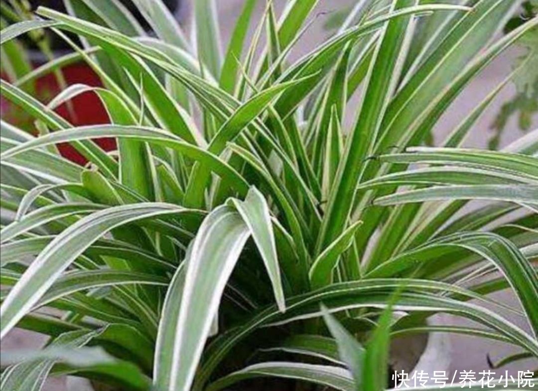漂亮|养不好花，先养3种漂亮植物，见土就活，美观大方
