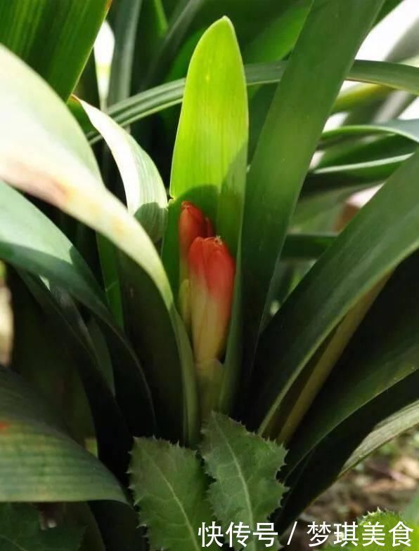 花卉换盆,4大“禁区”不要碰,否则黄叶掉花苞,换一盆死一盆