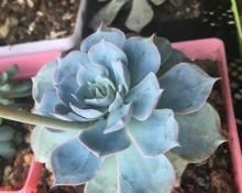 多肉植物穿裙子？教你一招，不留疤痕，长成老桩！