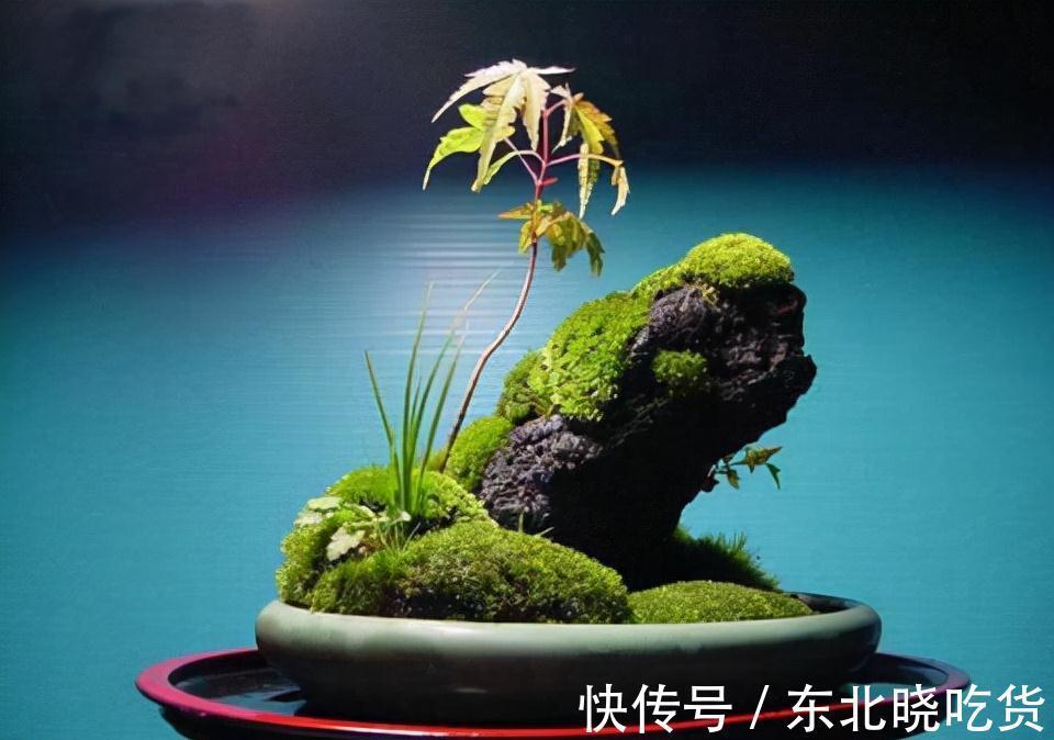 文人都爱3种花卉,显得家居更有档次,不做作,显品位