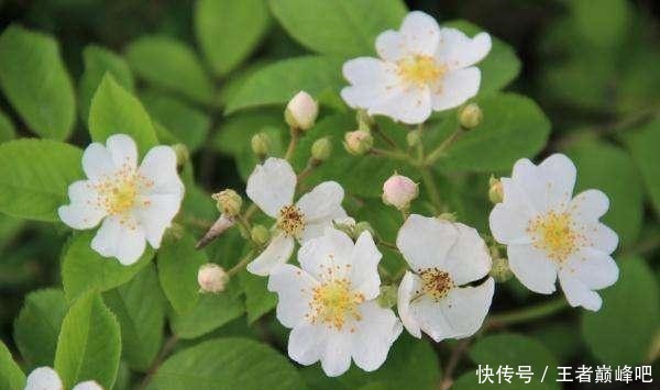 世界上花香排名前三的花,却在生活中很常见,你家有养么!