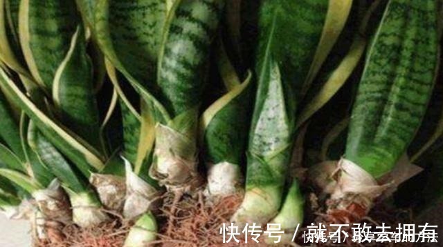 花盆|虎皮兰长得慢,不长小芽做好几点,生长快,出芽多,真正的爆盆!
