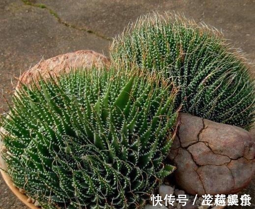 银波锦|办公室养多肉,盆栽这5款,不怕采光差、难看、一盆不剩!