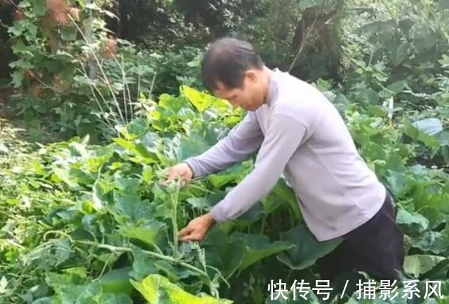 农村南瓜地里的一种美味，一百多条才能炒一盘，吃起来很鲜嫩可口