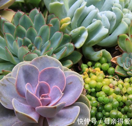 新手种植多肉这样配土,不但不会烂根掉叶,还能服盆好爆盆快