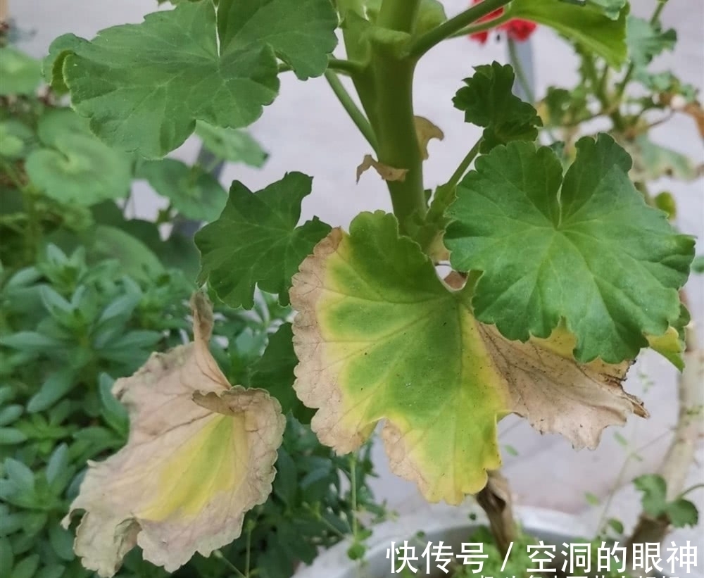 沾水就会黄叶、烂花苞的8种花,空气再干也别“喷水”