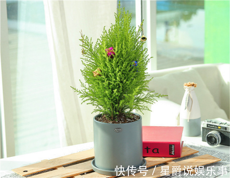 盆栽|圣诞将至,阳台挑个盆栽,摇身一变圣诞树