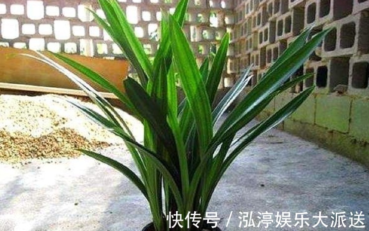 新芽|烂根的兰花长出新芽,能活吗学会这“4步”,养兰是关键