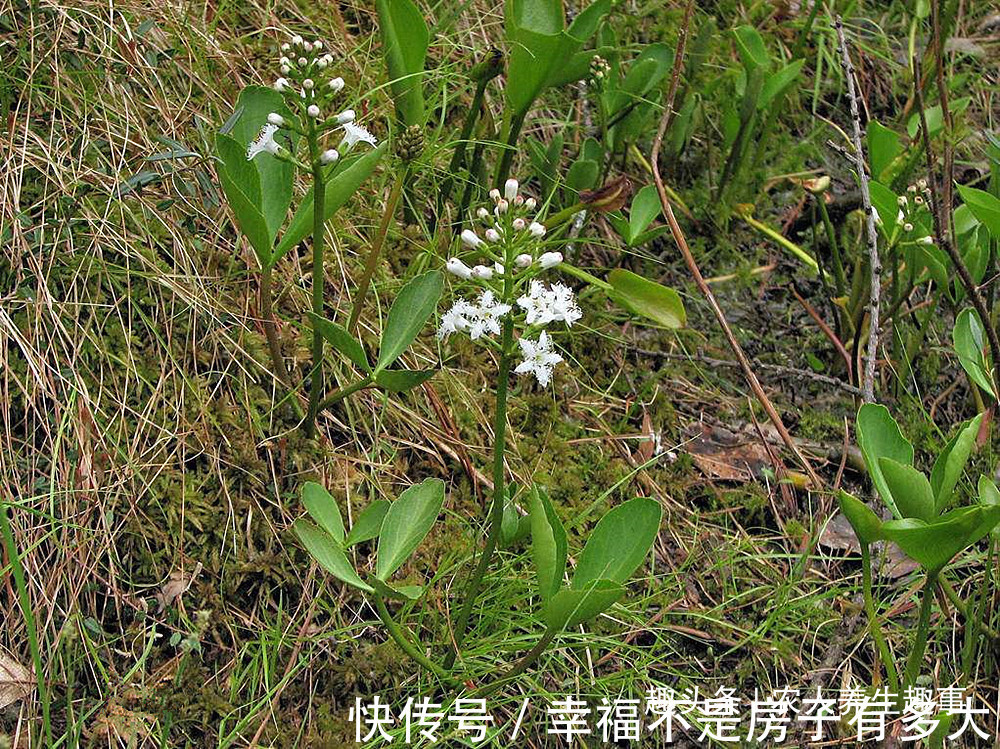 年轻的一代|农村一种长在田边的怪草，人吃了就想睡觉，可惜很多人还不认识