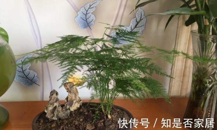 干湿度|家庭栽种这4种植物,早用“小盆”,打理更简单,植株状态更好
