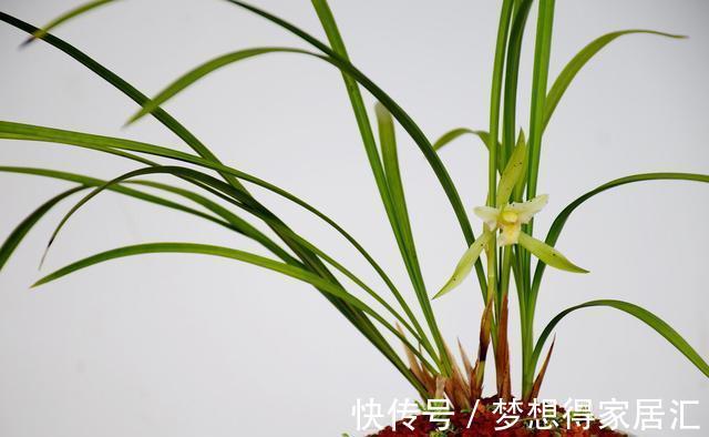 花盆|病弱兰花如何复壮？分成6个方面来进行，让兰花恢复健康