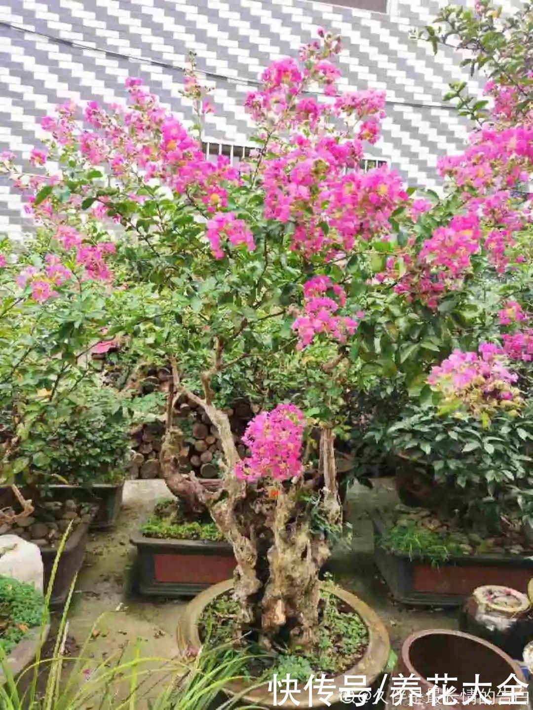 农村当柴烧的花,原来可以当盆景,给一千块也不卖