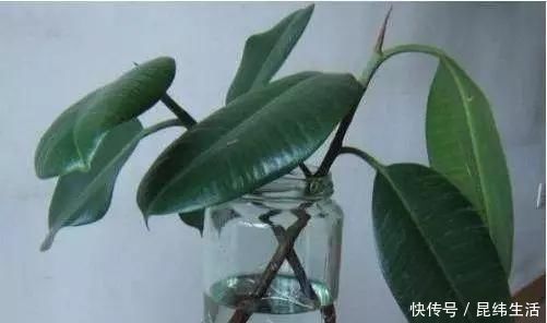 养花|养花爱好者看过来这15种花现在“扦插”,生根快,一个周就长芽