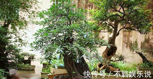 养护|养花大神都会的一个“细节”,盆景养护,摘叶很重要,你会吗