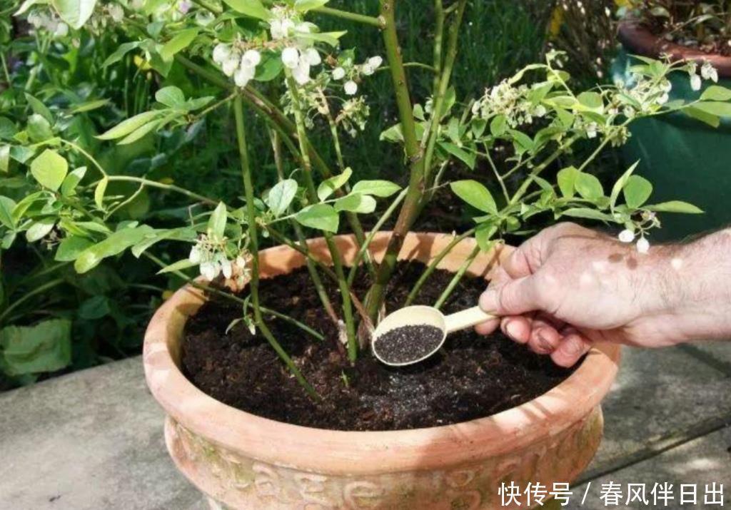 春天花儿要施肥,教你自制“花肥”,养啥花都旺