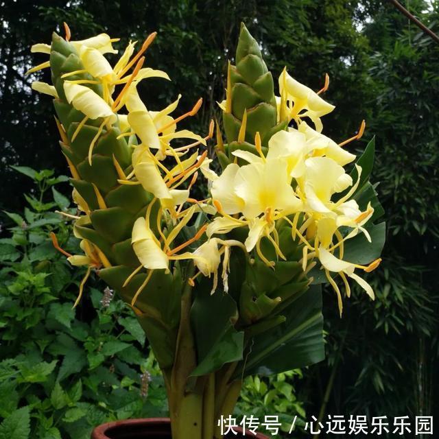 湿润|6种佛教圣花,个个都是吉祥花,家里养一盆,养心又养身