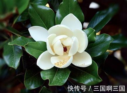 这棵鸡蛋木兰花,花开如莲,全身是宝